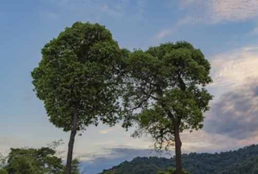 A4) In some cases they can help, but how beautiful it is when #differences meet spontaneously and spontaneously merge. Like in nature! #saschat