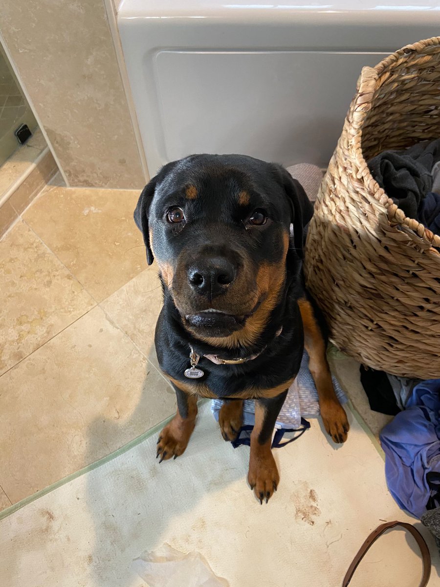 LexiLaufer's tweet photo. Two pieces of pizza went missing. June has no clue what happened to them and needs @dog_rates help to find the culprit. https://t.co/CWKxWq4h0x