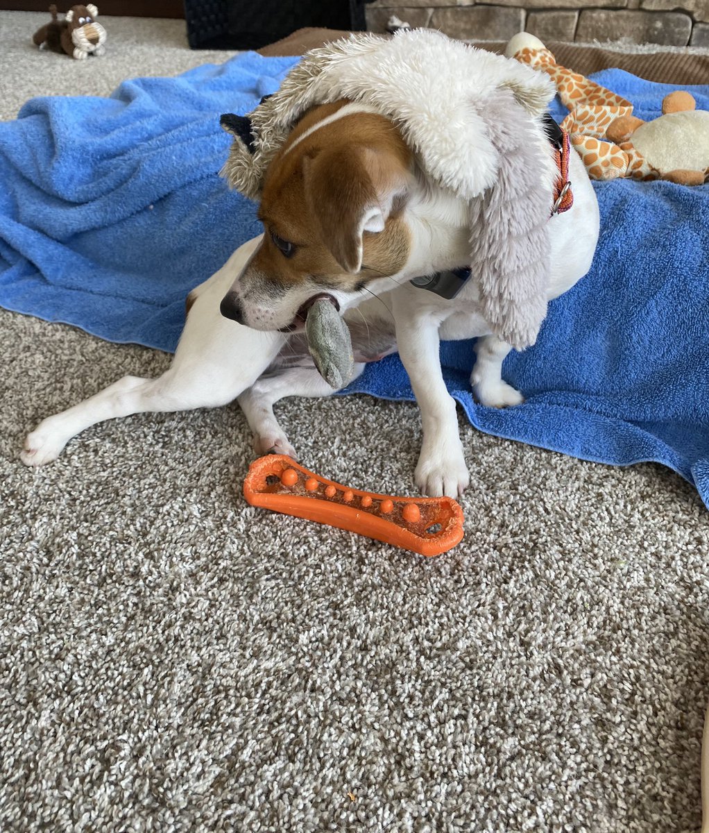 #StuffedFrenFriday   #AllOverMe 
#DogsofTwittter   #JackRussells 
#KittyToyEven  #AndBone  
Not sure how this happened frens, but I’m covered! But the cat toy tastes good! 😋😋😋
Baby Beatrice