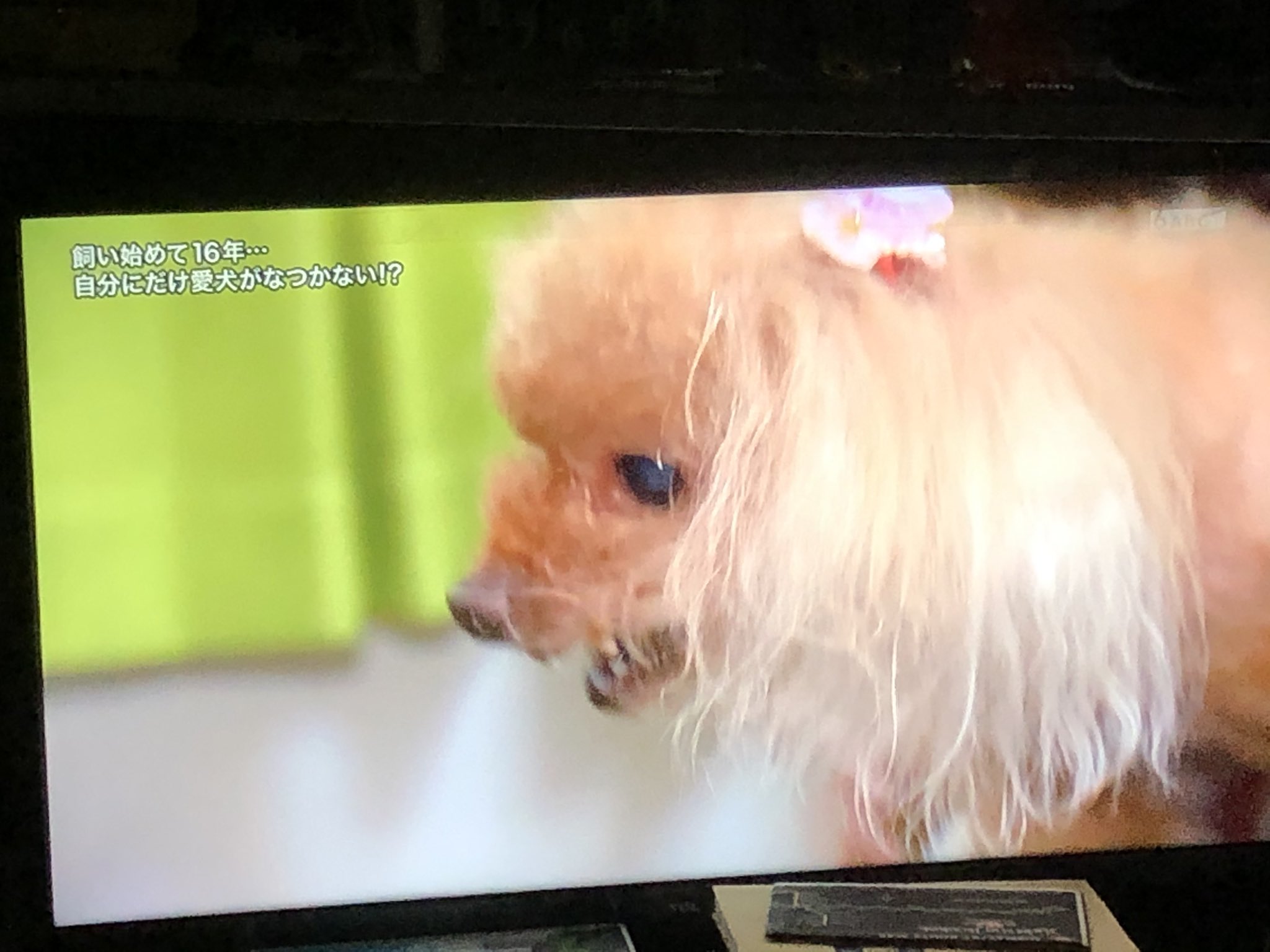 日本 Ny 時々 Espana え え 愛犬がなつかない Ww 牙が 出てるし ムクちゃん 何があったんや Ww 探偵ナイトスクープ ナイトスクープ 日本 Ny 時々 Espana え え 愛犬がなつかない Ww 牙が 出てるし ムクちゃん 何があったんや Ww 探偵ナイトスクープ ナイトスクープ