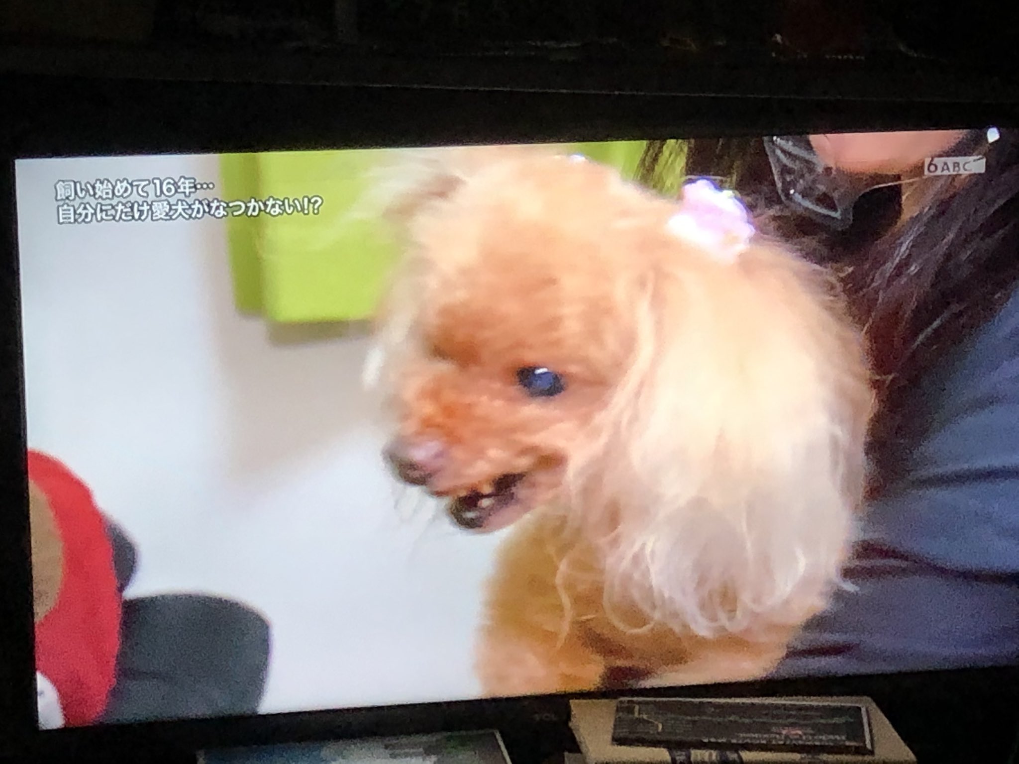 日本 Ny 時々 Espana え え 愛犬がなつかない Ww 牙が 出てるし ムクちゃん 何があったんや Ww 探偵ナイトスクープ ナイトスクープ 日本 Ny 時々 Espana え え 愛犬がなつかない Ww 牙が 出てるし ムクちゃん 何があったんや Ww 探偵ナイトスクープ ナイトスクープ
