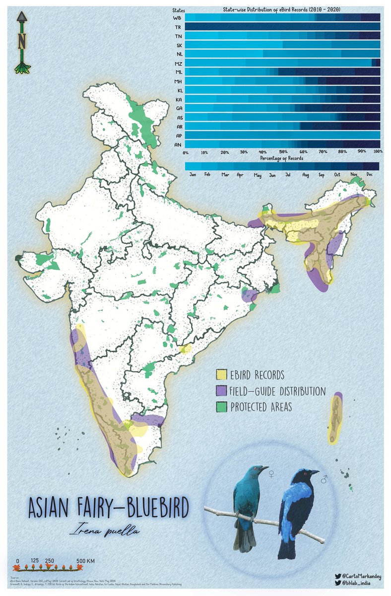 bhlab_india's tweet photo. Where are the fairies at?! 🧚🏼‍♀️🐦#FlutterFriday is back with a new map this week! Asian Fairy BlueBird #distribution ebird records vs field guides! #Asian #Fairy #bluebird #ebird https://t.co/4jzovfFPN4