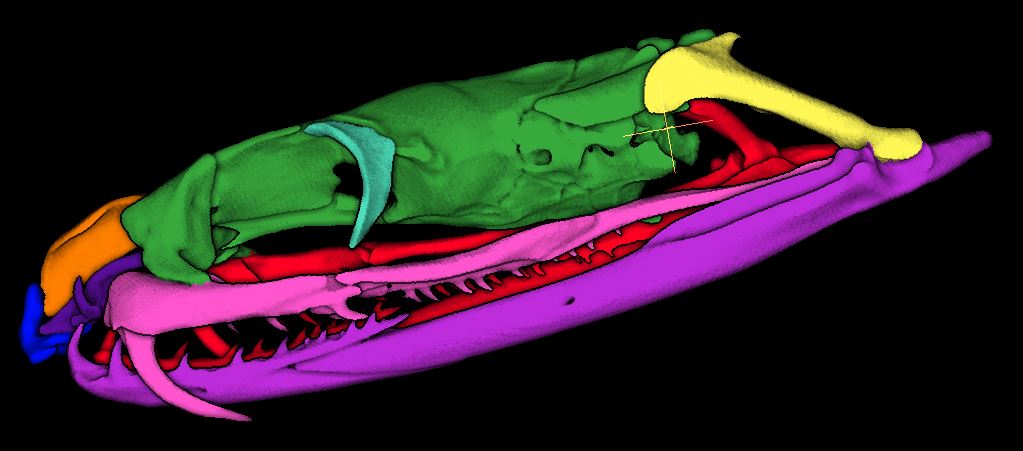 JJacobs228's tweet photo. Here is a taipan skull. I am back at it today with three scans of an East African Shovel Snout. 

Come check it out: https://t.co/1Tz88pvUa6

#science #biology #drishti #sciencetwitter #herpetology #venomous #skull #segmentation #snek #snake https://t.co/fpfnxQOCzw