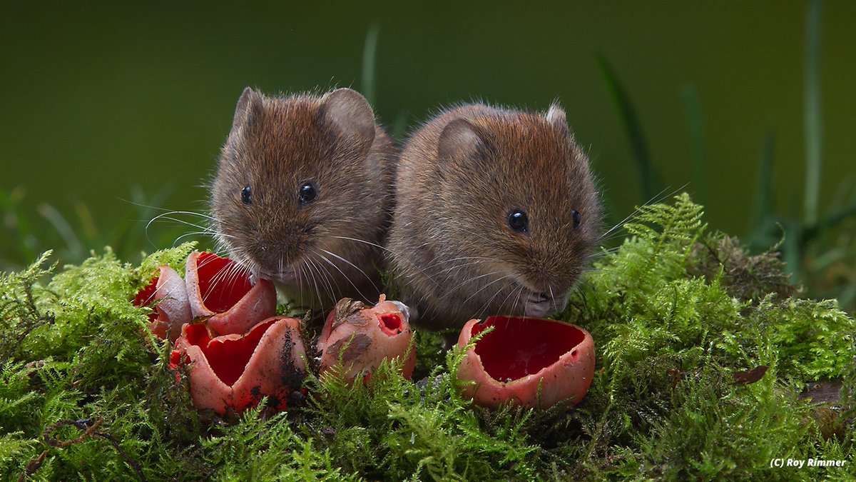 The call for #nature's recovery #petition has been signed by over 75K people 🥳! But #DYK we need 100K signatures to get a debate on the issue in #Parliament? So what are you waiting for, ask friends, family or followers to sign it NOW 👉 ow.ly/Rny250DW7nk #StateofNature