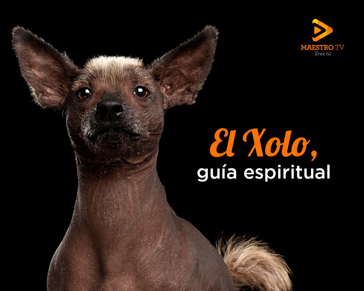 Con fecha de Acusación Regularmente Maestro TV on Twitter: "El Xoloitzcuintle es una raza de perro  exclusivamente mexicano de la cultura prehispánica, con más de 7 mil años  de antigüedad, se dice que esta particular raza semi