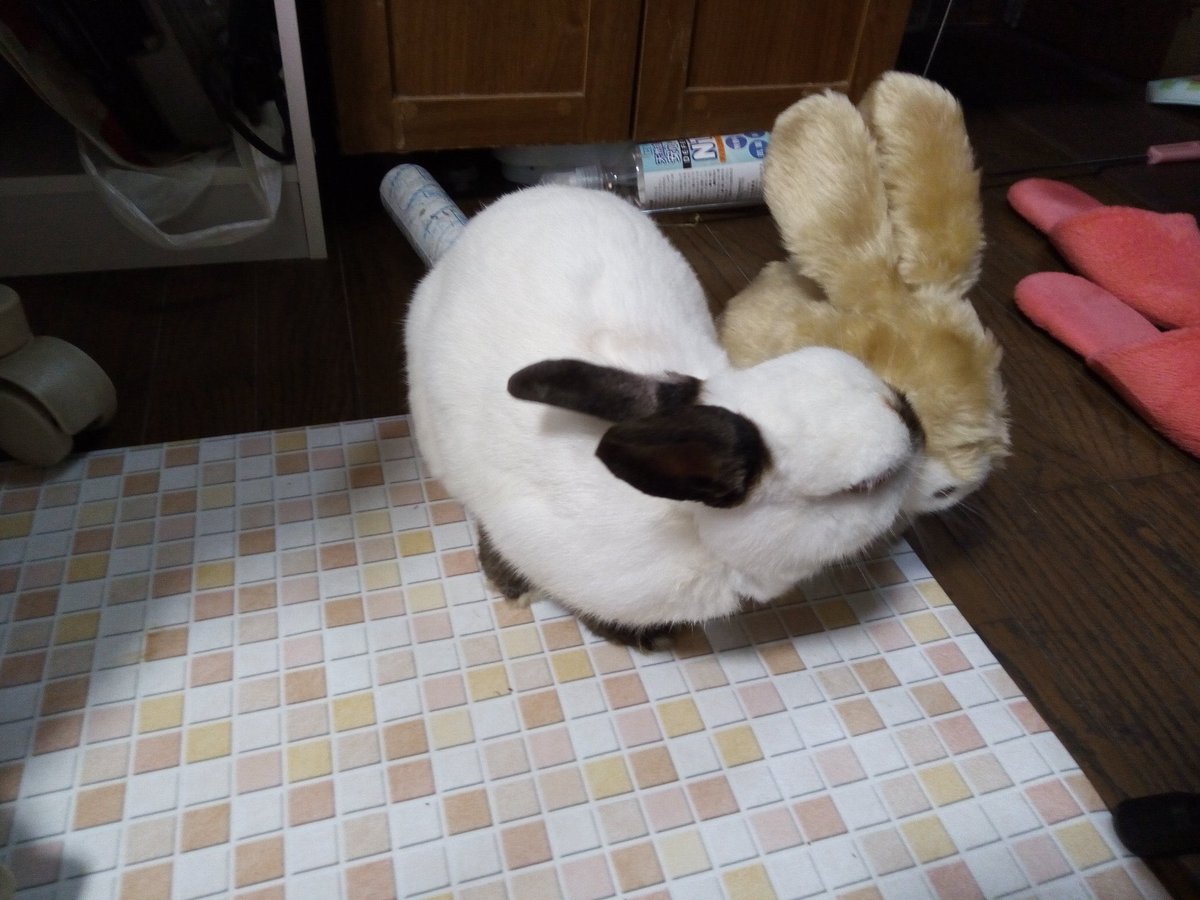 久しぶりみみ！！