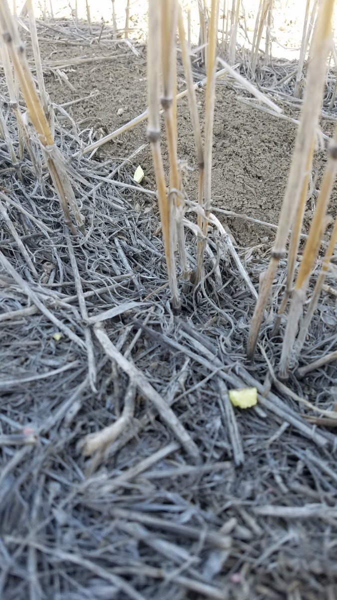 406Agronomy's tweet photo. Super KS (0-0-35-30) being broadcasted ahead of seeding in Toole county!
#cropnutrient #seeding21 #Montana #LogisticsIsKing https://t.co/MREXr8Ys32
