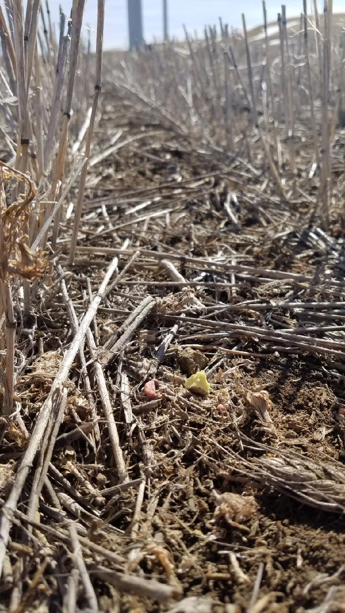 406Agronomy's tweet photo. Super KS (0-0-35-30) being broadcasted ahead of seeding in Toole county!
#cropnutrient #seeding21 #Montana #LogisticsIsKing https://t.co/MREXr8Ys32