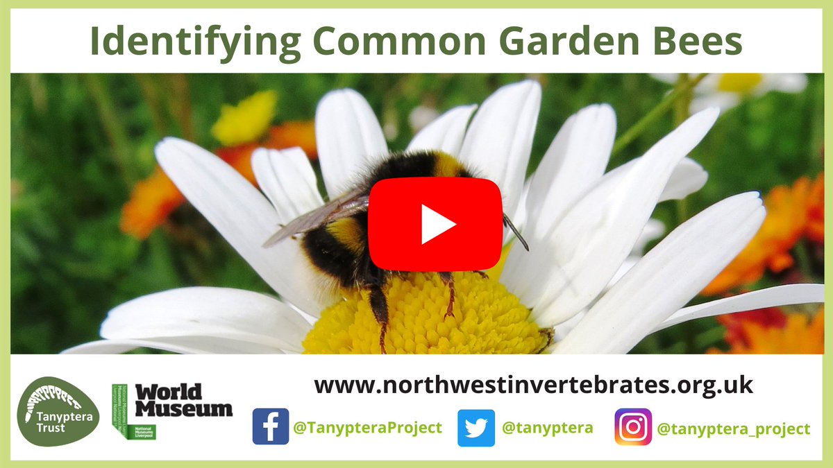 The #bees are starting to emerge! Get some handy tips on how to ID them in this @tanyptera webinar that @chloealdridge10 & I did last year 🐝🌼🔍
youtu.be/k25fZ9MzW9k

#EntoAtHome #LockdownLearning #wildliferecording