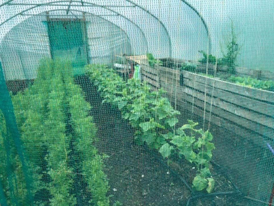 We are a new group on a mission to get more veg grown in our valley and beyond. It’s totally possible - look!