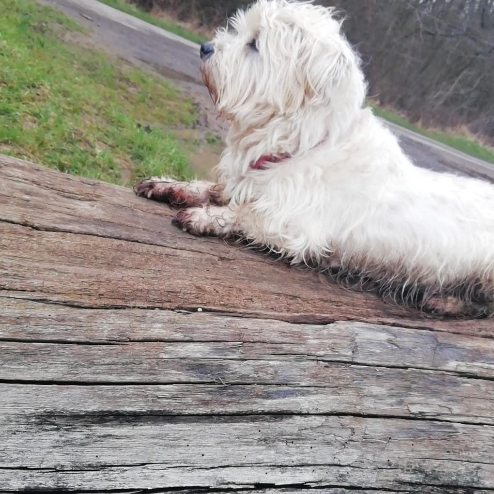 Animals021's tweet photo. Think someone needs a bath 😂 He had fun though https://t.co/9CGl19S2XQ