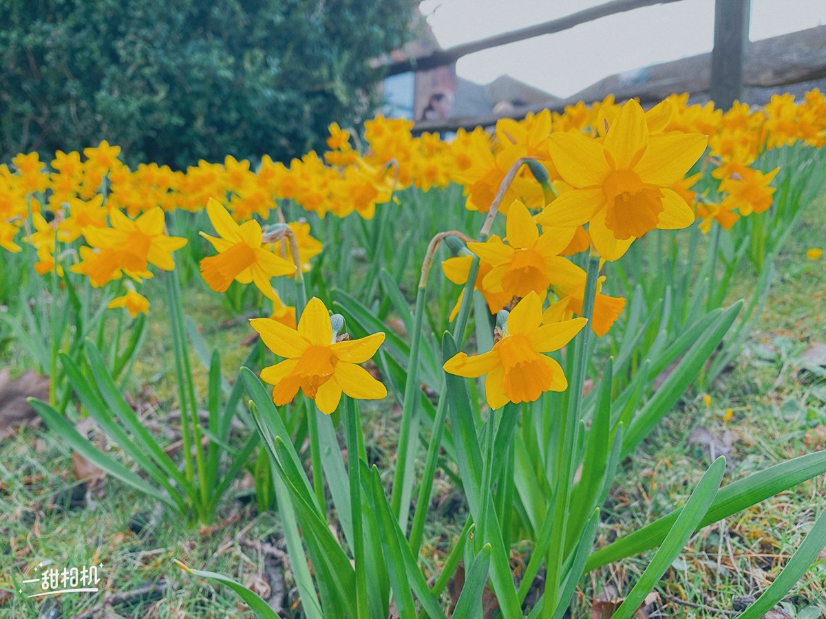 ScienceBHGirls's tweet photo. Spring has finally sprung! Y7s introduction to plant reproduction involves looking at the beautiful range of flowers on the school grounds. A chance to showcase their impressive photography skills! https://t.co/3uSC2k1uFh