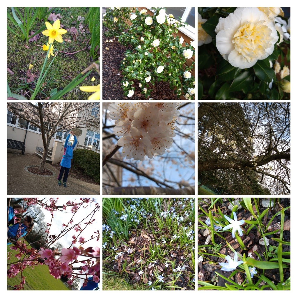 ScienceBHGirls's tweet photo. Spring has finally sprung! Y7s introduction to plant reproduction involves looking at the beautiful range of flowers on the school grounds. A chance to showcase their impressive photography skills! https://t.co/3uSC2k1uFh