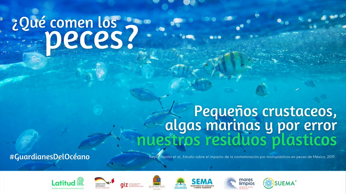 Latitud_R's tweet photo. ¿Vamos a dejar que los peces sigan comiendo microplásticos? 🐠🐟🐳 Conoce la historia de cómo llegan los residuos de las ciudades al océano en: https://t.co/av8D2TH4WT

#GuardianesDelOcéano #MaresLimpios #ReciclajeInclusivo #Residuos #Océano

@semaqroo @ciudades_demx @SUEMA_MX https://t.co/kaRFsW9g3W