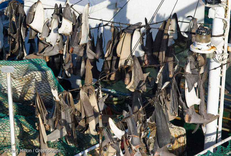 Today's #IOTC meeting has failed to reach agreement on a plan to #ProtectTheOceans - this is not good enough <a href="/ZacGoldsmith/">Zac Goldsmith</a> when ocean wildlife continues to suffer from destructive fishing. We call on you to agree a Global Ocean Treaty ASAP.