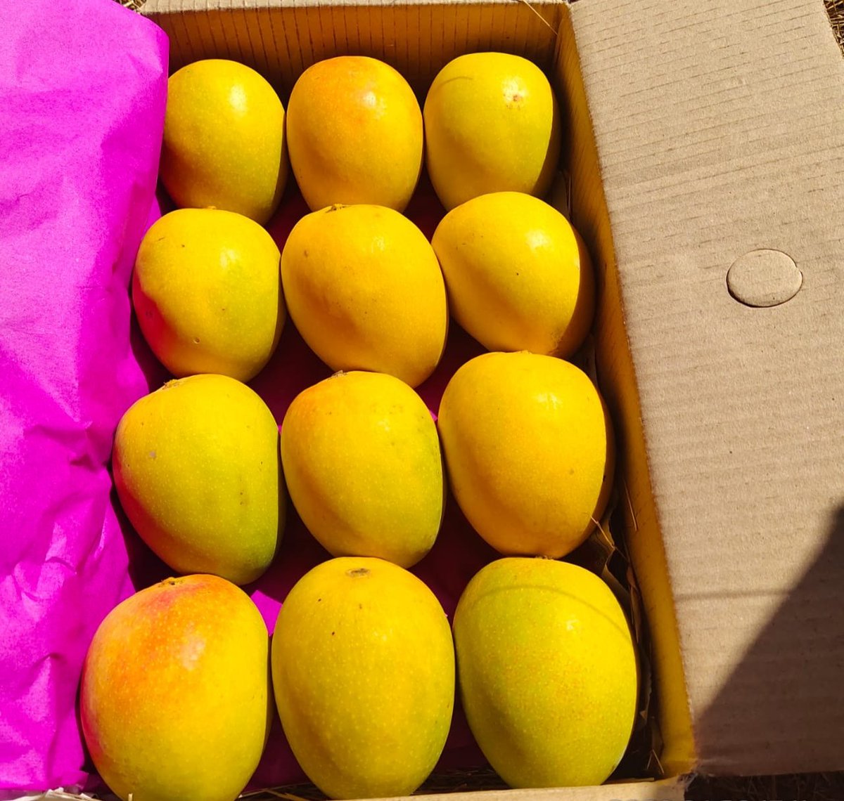 आमच्या कडे नैसर्गिक रित्या पिकवलेले, अस्सल रत्नागिरीतले हापूस आंबे मिळतील.

मोफत घरपोच सेवा देखील उपलब्ध आहे. 

<a href="/mi_puneri/">🚩 #मराठी Engineer 🇮🇳</a> <a href="/PunekarVoice/">माणिक</a> @lostsoul2507