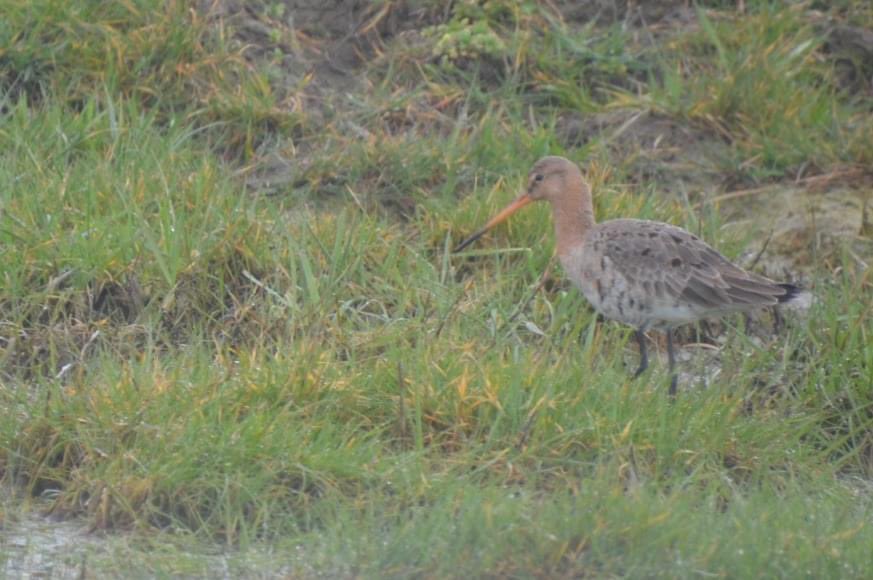 GregoirPieter's tweet photo. Meetjeslandse kreken #birdwatching #biodiversiteit https://t.co/x7Qao0AARb