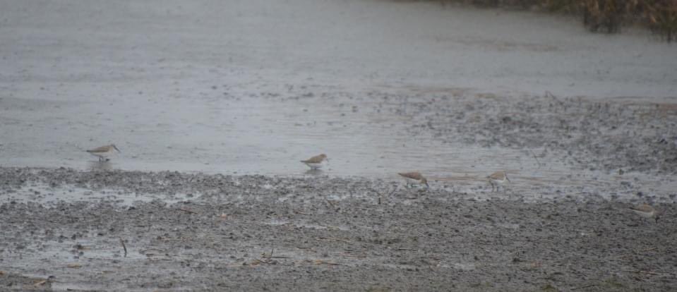 GregoirPieter's tweet photo. Meetjeslandse kreken #birdwatching #biodiversiteit https://t.co/x7Qao0AARb