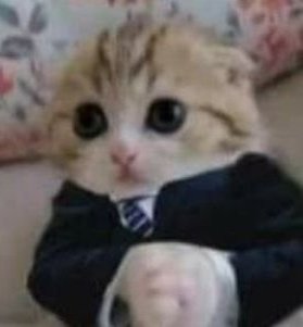 NYCATBOY's tweet photo. https://t.co/GQ7EiDPHfq