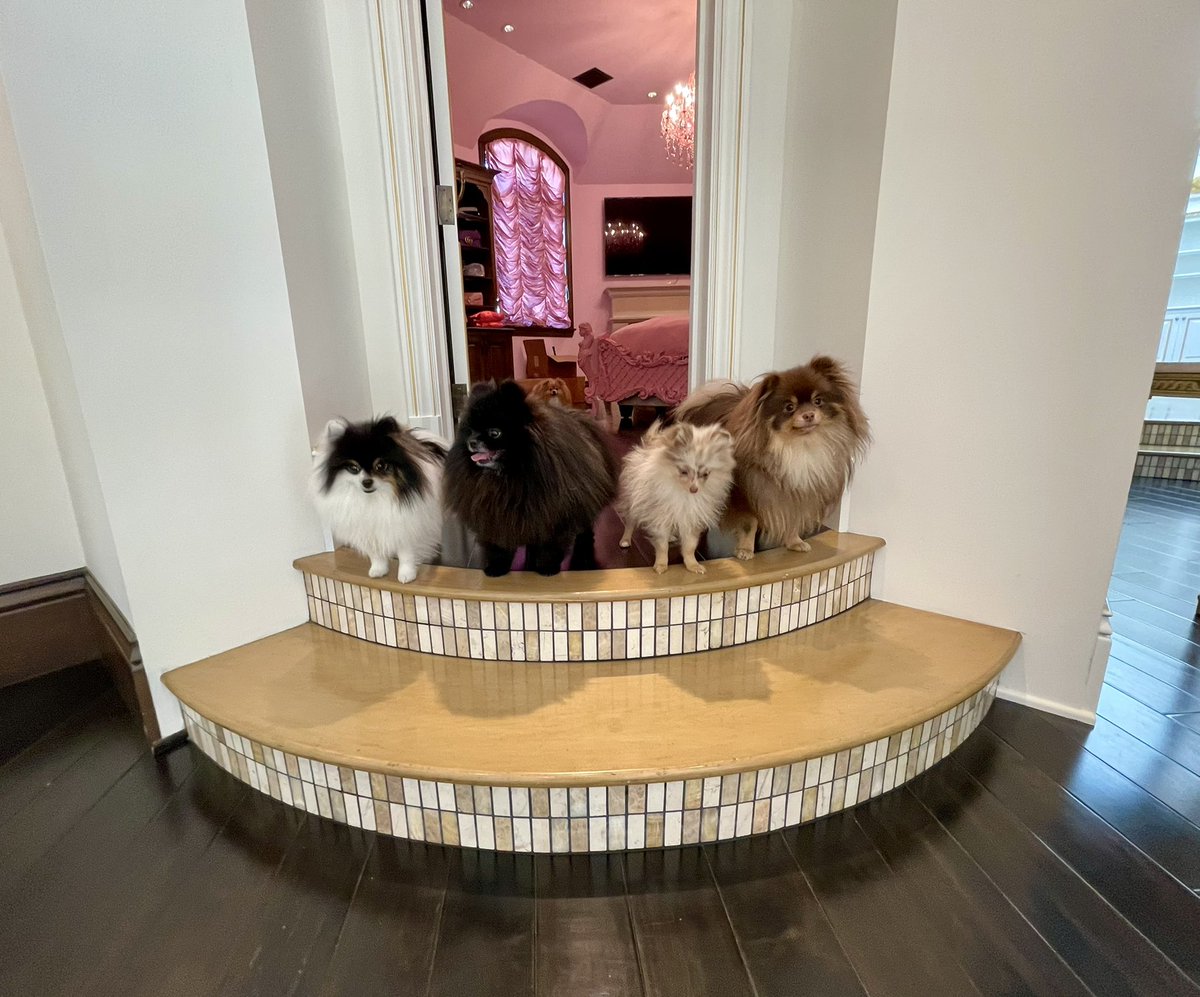 JeffreeStar's tweet photo. Good morning from the Pomeranian Palace 🐕‍🦺🦮 https://t.co/c4yqoQ7wDh