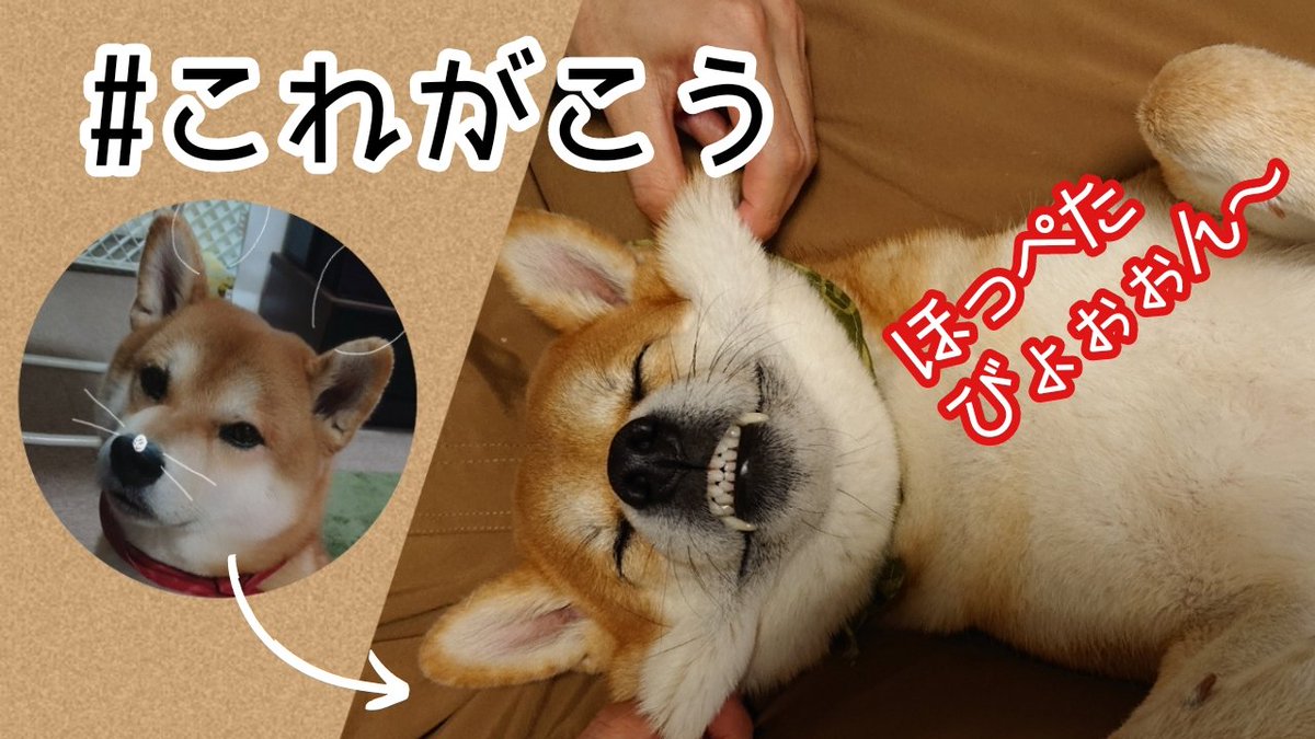 しば犬 カムイ 横着犬 柴犬 横着犬の 可愛い横着な姿を発信してます おもしろい かわいい と思った方フォローお願いします 基本的に 相互フォロー いいね返し してますので 宜しくお願いします これがこう 柴犬 柴犬のいる暮らし
