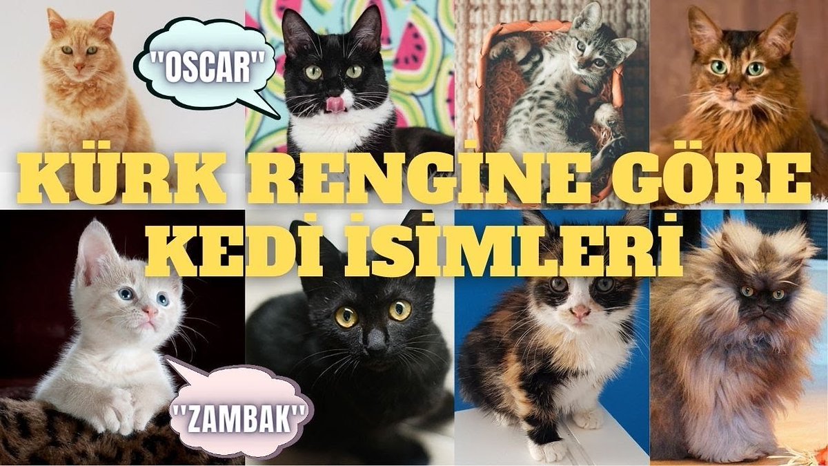 Yeni videomuzu tam izleyip destek olabilirsiniz patiler 🙏🥰

youtu.be/dh6YB8V7mmw