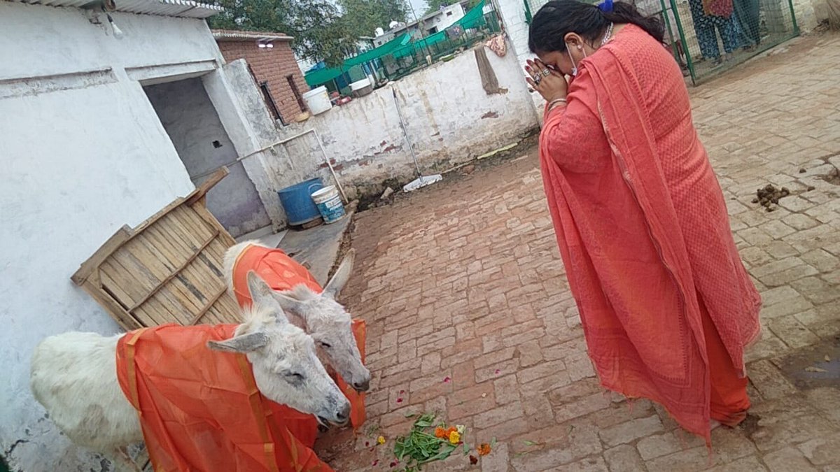TheDogMother_'s tweet photo. #NameCeremony of #RescuedDonkeyGirls was conducted by compassionate Bisht family at @SmartSanctuary today.
Rescued during #lockdown, exploited to the fullest, injured, broken, that's how I found these beautiful donkey gals!
Animals aren't ours to exploit...
#AnimalsArePeopleToo https://t.co/UfKp3ixXX6