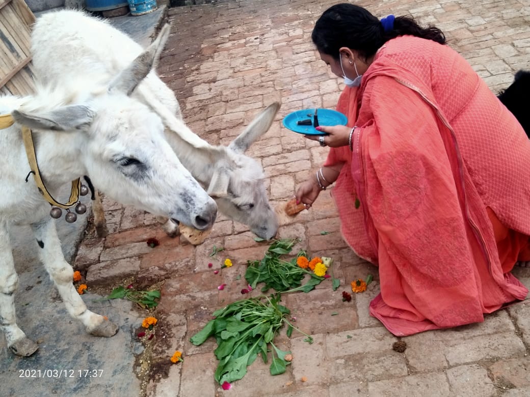 TheDogMother_'s tweet photo. #NameCeremony of #RescuedDonkeyGirls was conducted by compassionate Bisht family at @SmartSanctuary today.
Rescued during #lockdown, exploited to the fullest, injured, broken, that's how I found these beautiful donkey gals!
Animals aren't ours to exploit...
#AnimalsArePeopleToo https://t.co/UfKp3ixXX6