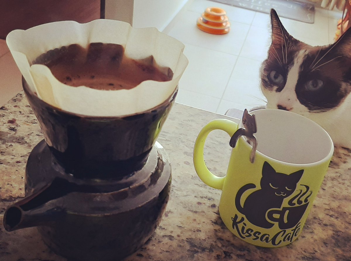 mapapacho's tweet photo. #happy #coffee #friday #driper #fatherofcats #kissacafe #CatsOfTwitter https://t.co/unKcyQxoWC