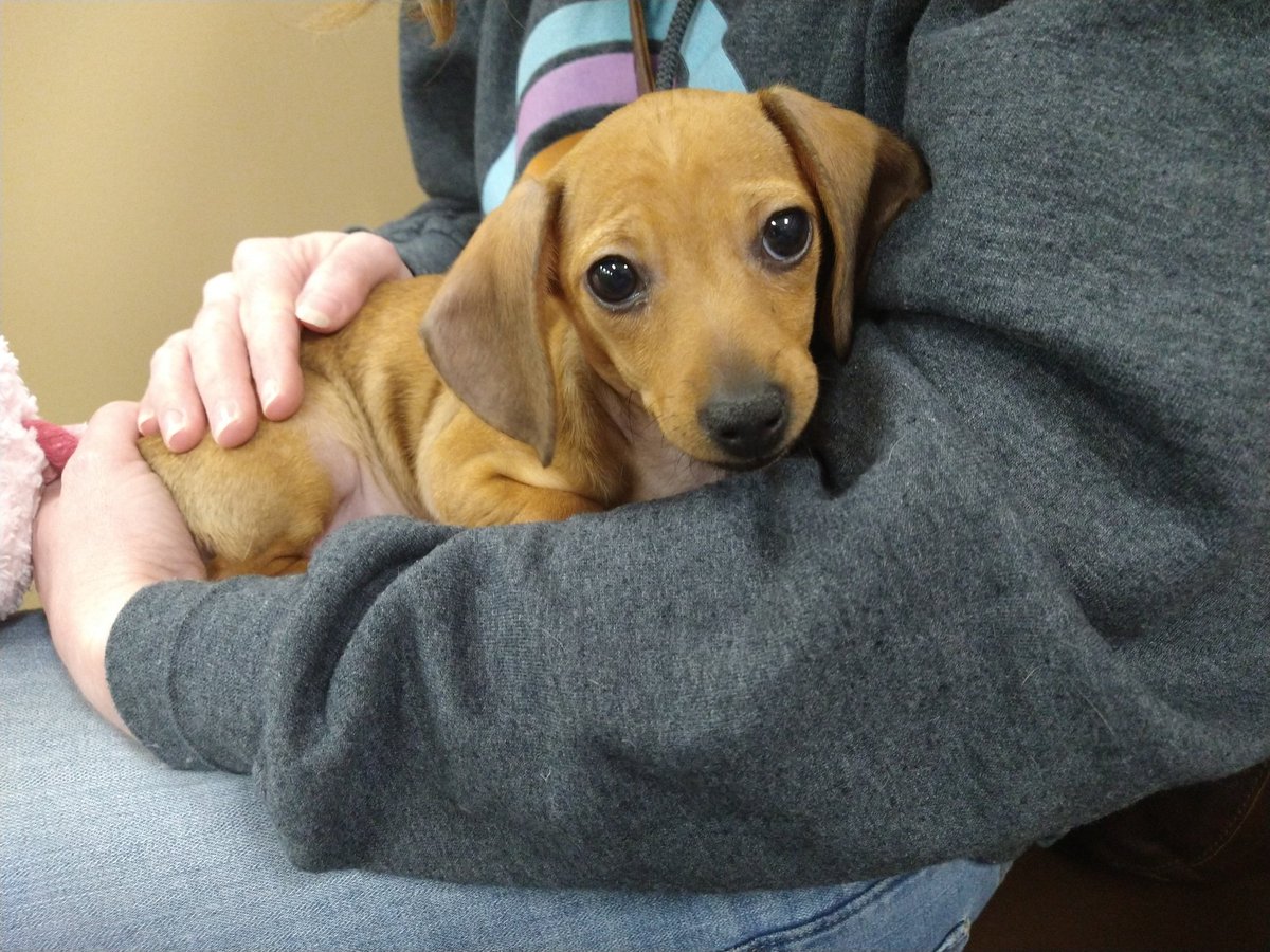 || we're playing with a puppy what if I cry