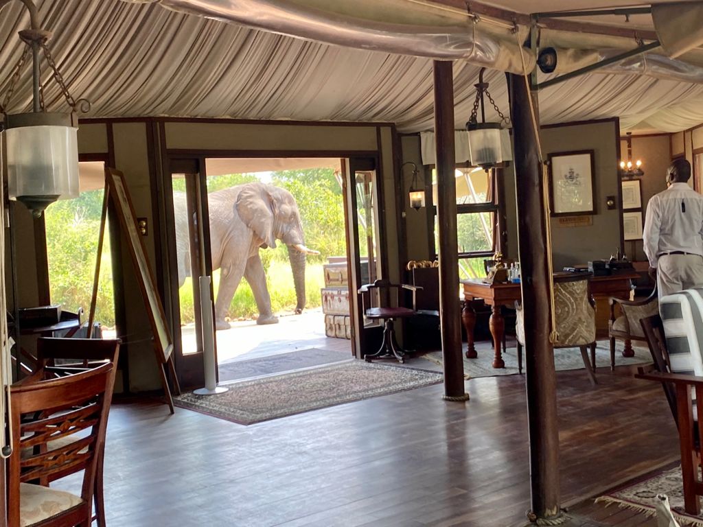 An evening visitor to start the weekend! #Hamiltonsmoments #Hamiltonstented #exploreHamiltons