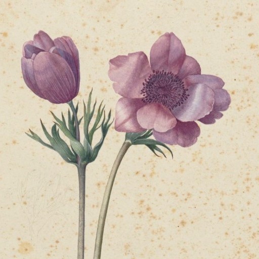 UffiziGalleries's tweet photo. J. #Ligozzi 1577c. #UffiziHerbarium
"Summer for thee grant I may be
When summer days are flown!
Thy music still when whippoorwill
And oriole are done!
For thee to bloom,I’ll skip the tomb
And sow my blossoms o’er!
Pray gather me, #Anemone,
Thy flower forevermore!”
E.#Dickinson https://t.co/xXTWVtIAlw
