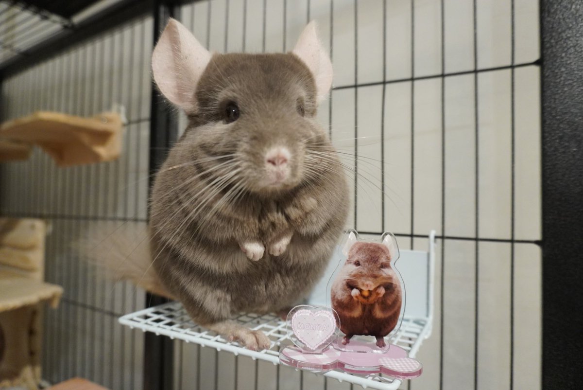 ももたすᙏ̤̫♡趣味垢 в X: „もなたろグッズ🧸 #chinchilla ももたすᙏ̤̫♡趣味垢 в X: „もなたろグッズ🧸 #chinchilla