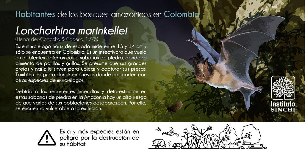 InstitutoSINCHI's tweet photo. Más conocido como el 🦇 murciélago ‘nariz de espada’. Esta especie que solo se encuentra en Colombia 🇨🇴 enfrenta un grave riesgo debido a los incendios y la deforestación. 

¡Juntos por una #AmazoniaSinLlamas! https://t.co/dB9vDzZo8p