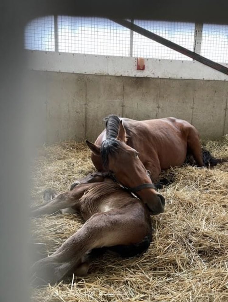 elliottracing99's tweet photo. P L Mary loving the Mom life!
Thank you Seelster Farms for the great picture #Allbetsoff https://t.co/OE2DUqSMZg