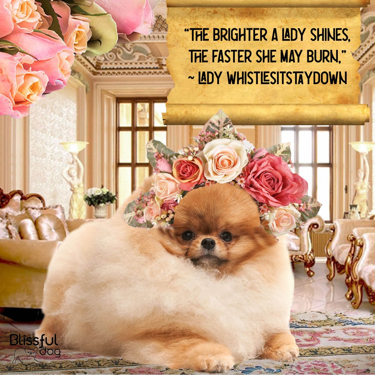 Lady WhistleSitStayDown wasn't big on sharing one's light with the world, was she? We shall agree to disagree with her on THAT! Shine-On Perfect Pom! #theblissfuldog #pomeraniansofinstagram #pomeraniansofinstagram #pomeraniansofinstagram #bridgerton #bridgertonnetflix