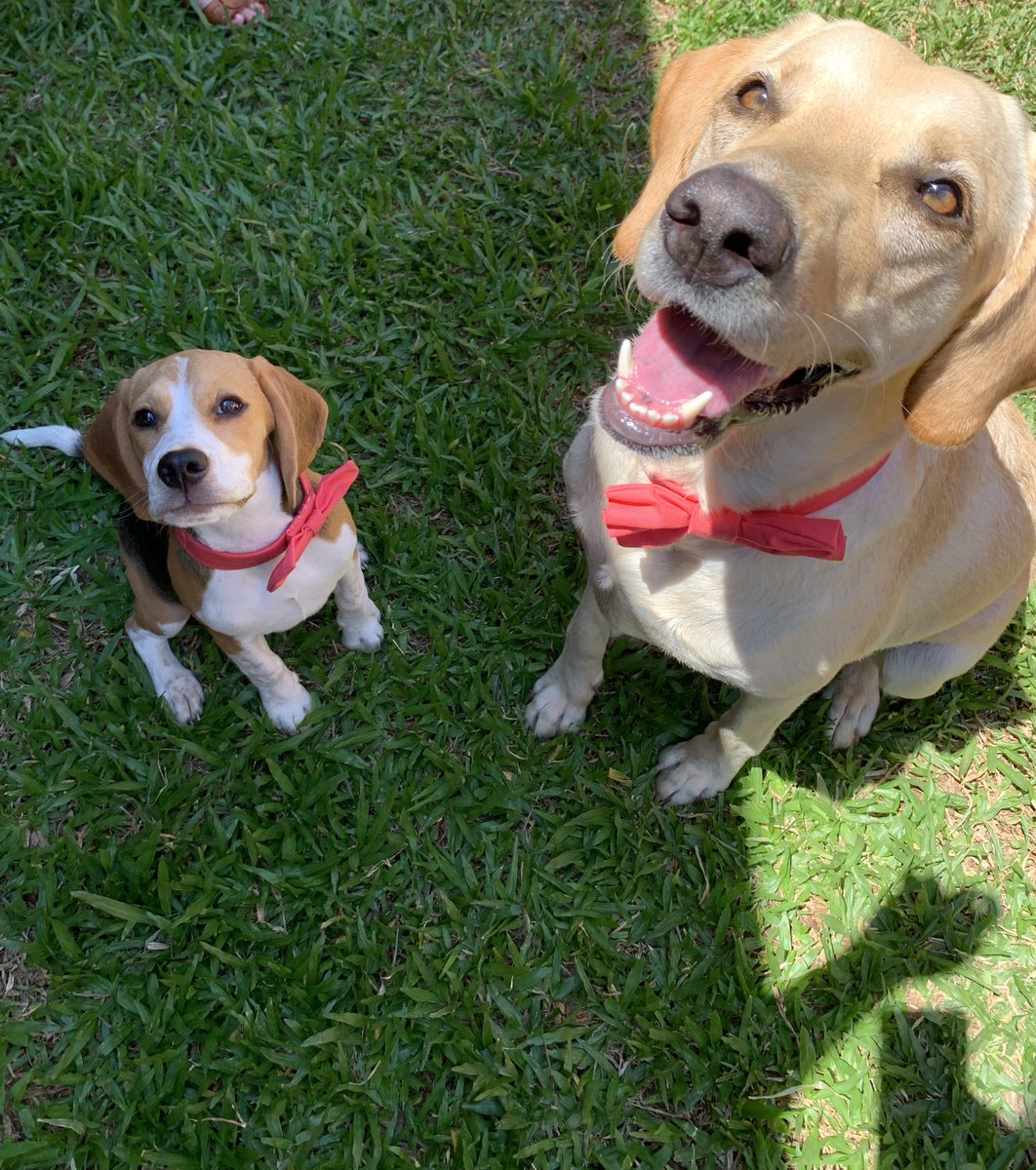 GeneBeggan's tweet photo. Mora y Leia 🥰❤️ https://t.co/BZONpH8mbI