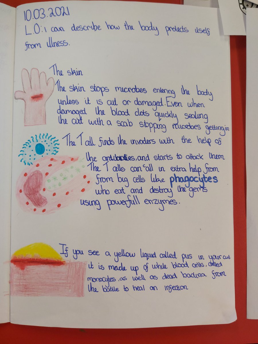 MattSandi3's tweet photo. @SanaMalik1213 @StMarysMossSide  It's been science week this week at St. Mary's. In Year 6 we have been learning all about microbes, the immune system, vaccinations and medicines. It's been such an interesting and relevant topic. https://t.co/SicSff11En