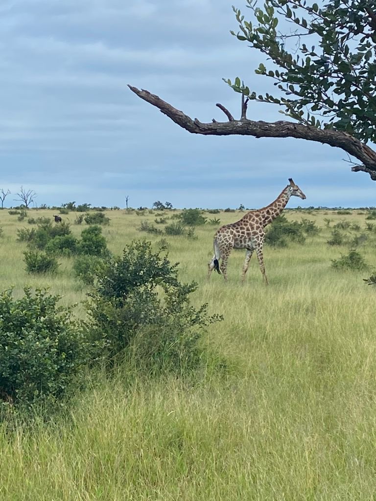 Giltedgetravel's tweet photo. And its a wrap! The last few pictures from Lylie's South Africa FAM trip with our travel partners. Their last stop was Tintswalo Safari Lodge in the Kruger's Manyeleti Game Reserve.
#travel #safari #southafrica #krugernationalpark #africa #luxurytravel #giltedge https://t.co/8FJH8RicJC