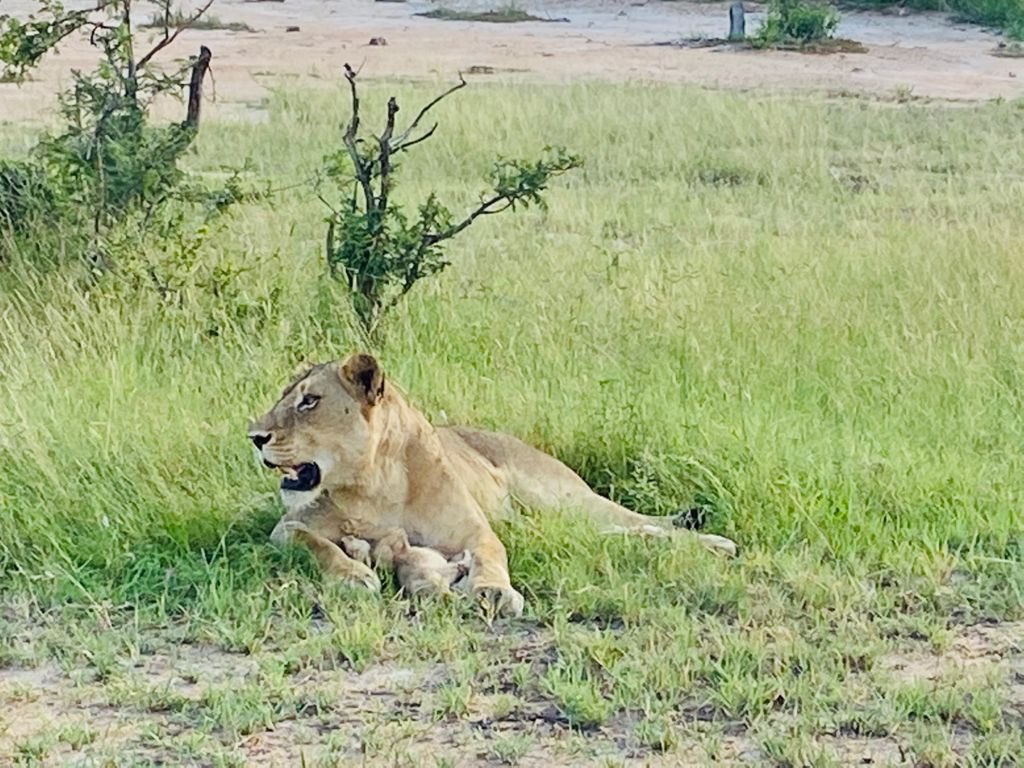 Giltedgetravel's tweet photo. And its a wrap! The last few pictures from Lylie's South Africa FAM trip with our travel partners. Their last stop was Tintswalo Safari Lodge in the Kruger's Manyeleti Game Reserve.
#travel #safari #southafrica #krugernationalpark #africa #luxurytravel #giltedge https://t.co/8FJH8RicJC