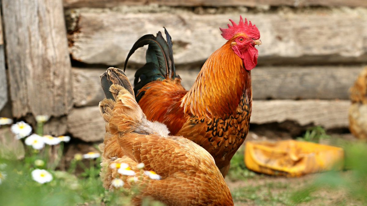 welphatchery's tweet photo. Who’s ready for the weekend? #WelpHatchery #DayOldPoultry #Chickens https://t.co/NpzE6rQLCK