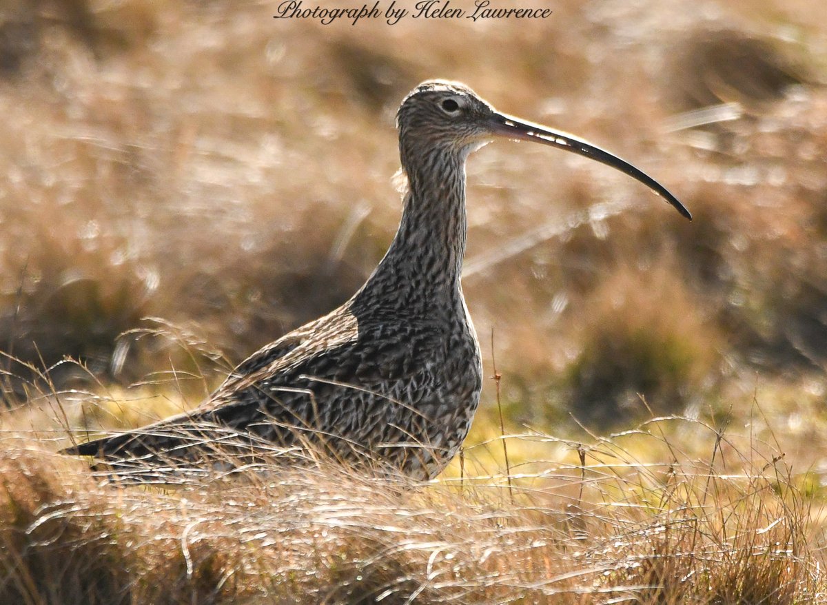 It’s that Curtis the Curlew again…