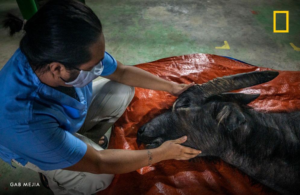 NatGeo's tweet photo. Wildlife rangers bid their last farewell to the last captive-bred tamaraw, a Philippine icon and national land mammal. The pandemic has left wildlife rangers and environmental defenders in the Philippines in peril https://t.co/kayPT6nmOw https://t.co/v4XEbM61R4