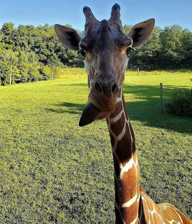 fortwaynezoo's tweet photo. Sun’s out, tongues out!
📸Keeper Cory https://t.co/eVsfJYu16V