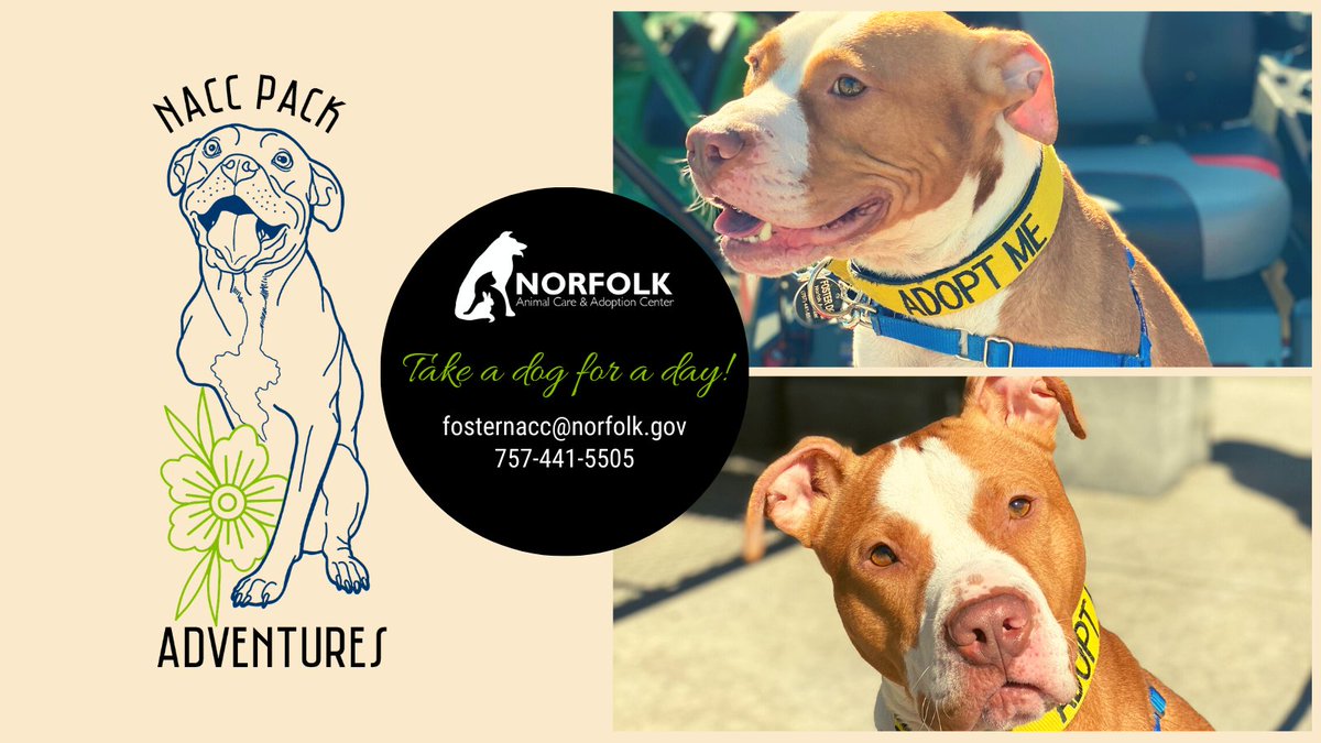 Norfolk Animal Care Center tweet media