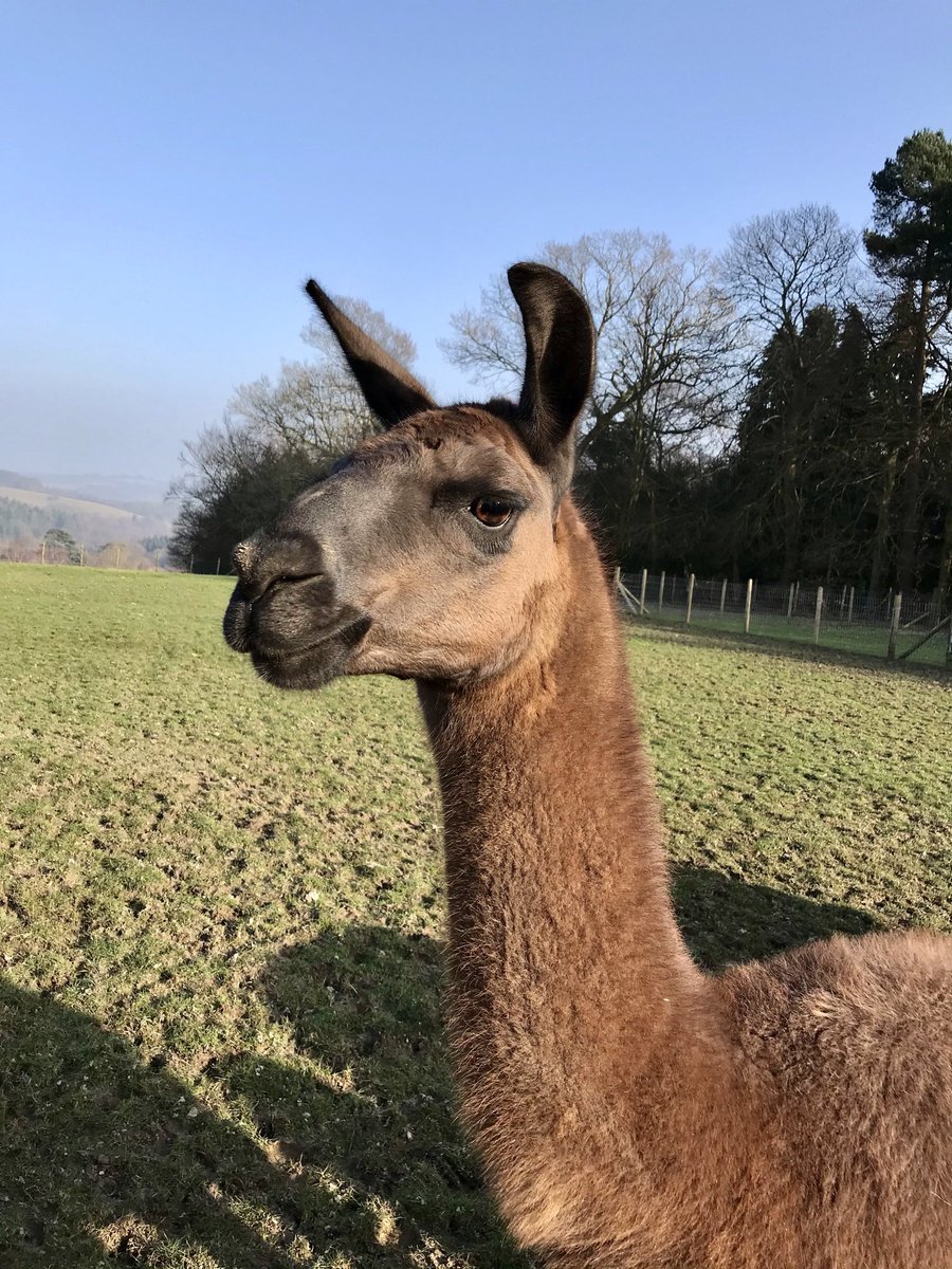 This #MothersDay why not give a #gift with a difference? #Online we offer #GiftVouchers, #Llamawalks and #AnimalAdoptions. Visit llamapark.co.uk ♥️🥰 #happymothersday