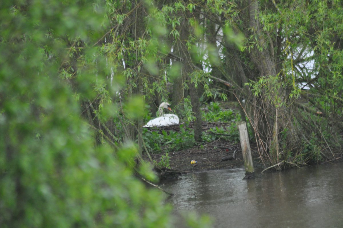 SwanwatchUk's tweet photo. STATS OF SWANWATCHUK NEST WATCH MONTHLY
π½ 10% Down with 32 sightings JAN TO FEB 2020
πΌ 42% UP. 73 sightings from JAN TO FEB 28. 2021
#Swansnest #swansnesting #swanwatchuk #cygnets #swanwatch #canals #rivers #lakes #ponds #waterfowl #muteswans #retweet #fridayfollow https://t.co/SyL08DYPPk