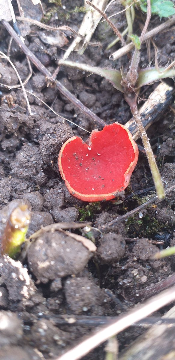 MCC_NT's tweet photo. Spring is coming at Cock Marsh. We spotted the white form of common dog violet, a scarlet elf cup and lesser celandines. #wildflowers #fungi #sunshine #spring https://t.co/hAK4i0iwxo