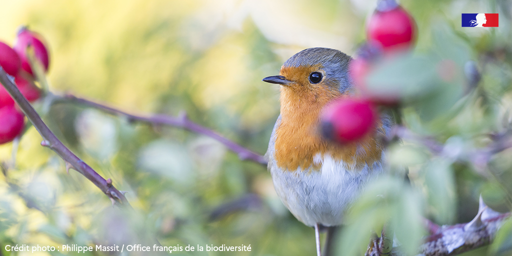⚠️ Pour protéger les oiseaux pendant la période de nidification, il est déconseillé de tailler les haies du 15 mars au 31 juillet

👉 + d'infos : bit.ly/38v6HnF

#biodiversité #nature #environnement