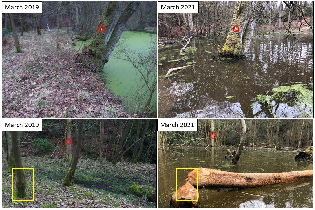 GeomorphMark's tweet photo. Ooooh those busy #beavers ! Some quick comparison shots over 3 years of surveys with @Ragsie123 Amazing changes with dam creation and then expansion submerging large areas @ForestryEngland You don't need the TLS survey to see what's happening! (1/2) https://t.co/rEkWYhRoxW